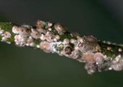 photo of scale insects